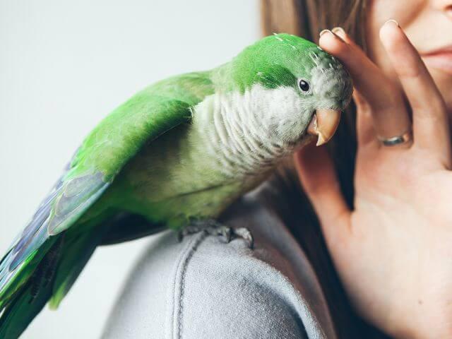 Avian Care in Rochester Avian Care in Rochester