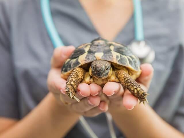 Rochester Reptiles in Rochester