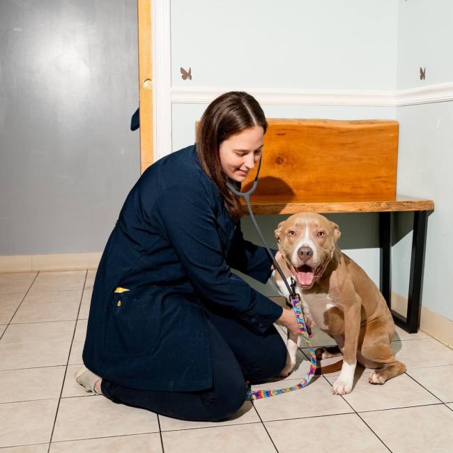 Pet Wellness